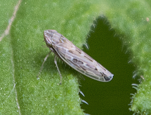 Cicadella: Psammotettix cfr. alienus